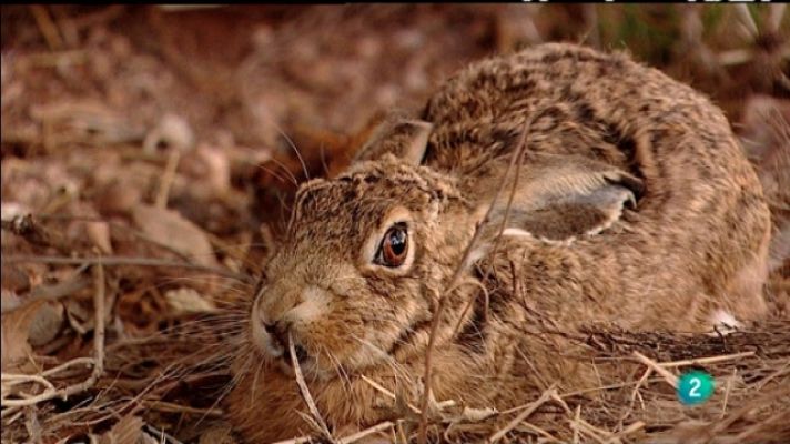 Biodiario - Biodiario - 04/03/11