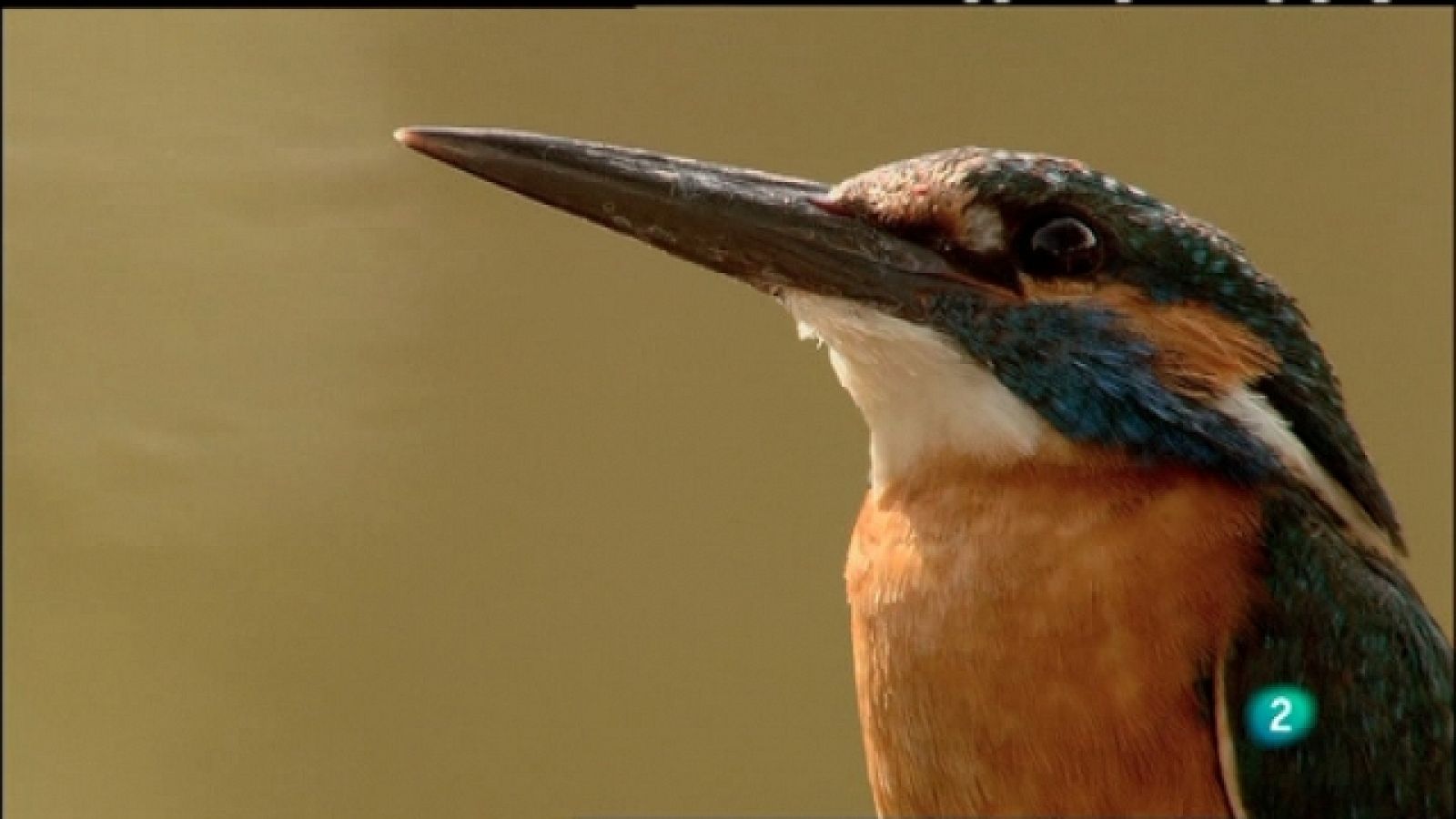 Biodiario - 05/03/11 - Biodiario | Ver