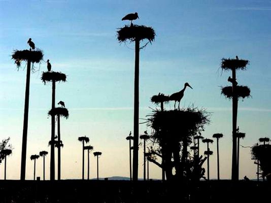 On Off - Por san Blas la cigüeña verás