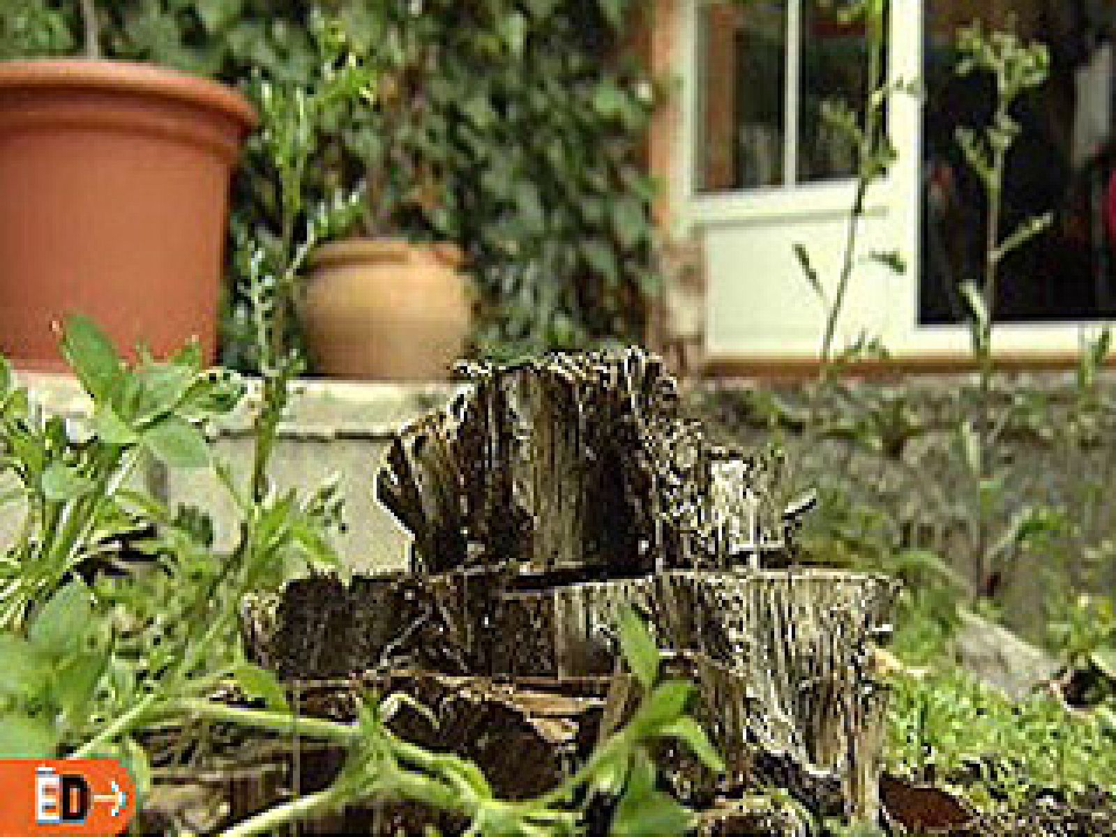 España Directo - Multa por talar