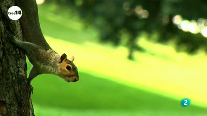 tres14 - ¿perciben los animales un seísmo?