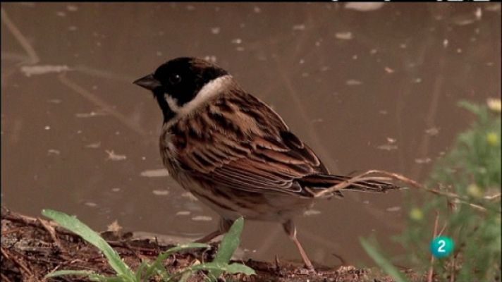 Biodiario - Biodiario - 10/03/11