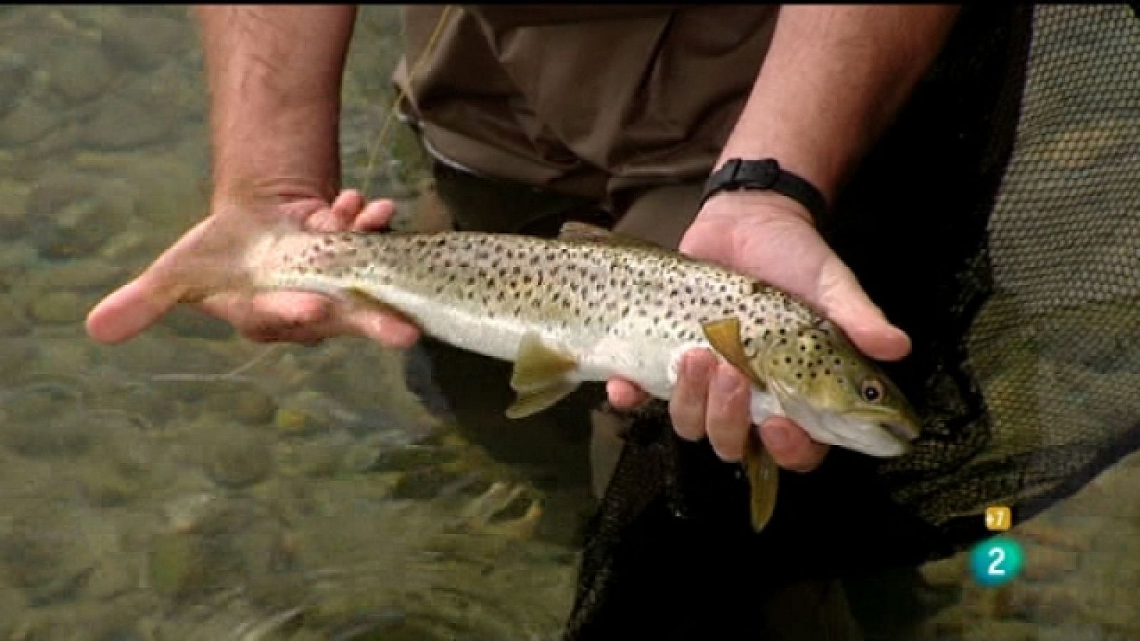 Jara y sedal - La pesca del reo con mosca - Jara y sedal | Ver