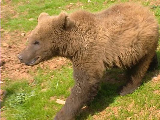 Ciencia y tecnología en Rtve.es - El osito 'Aragón', rey de Cabárceno
