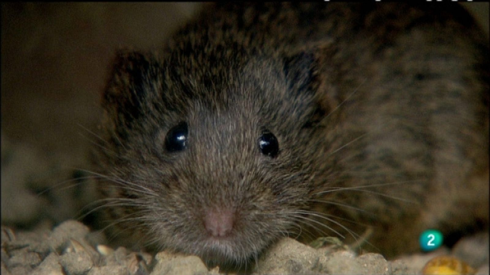 Biodiario - 12/03/11 - Biodiario | Ver