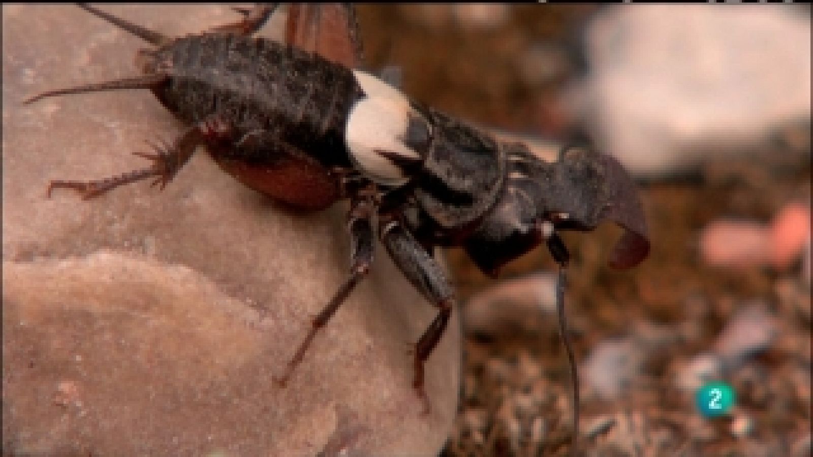 Biodiario - 14/03/11 - Biodiario | Ver