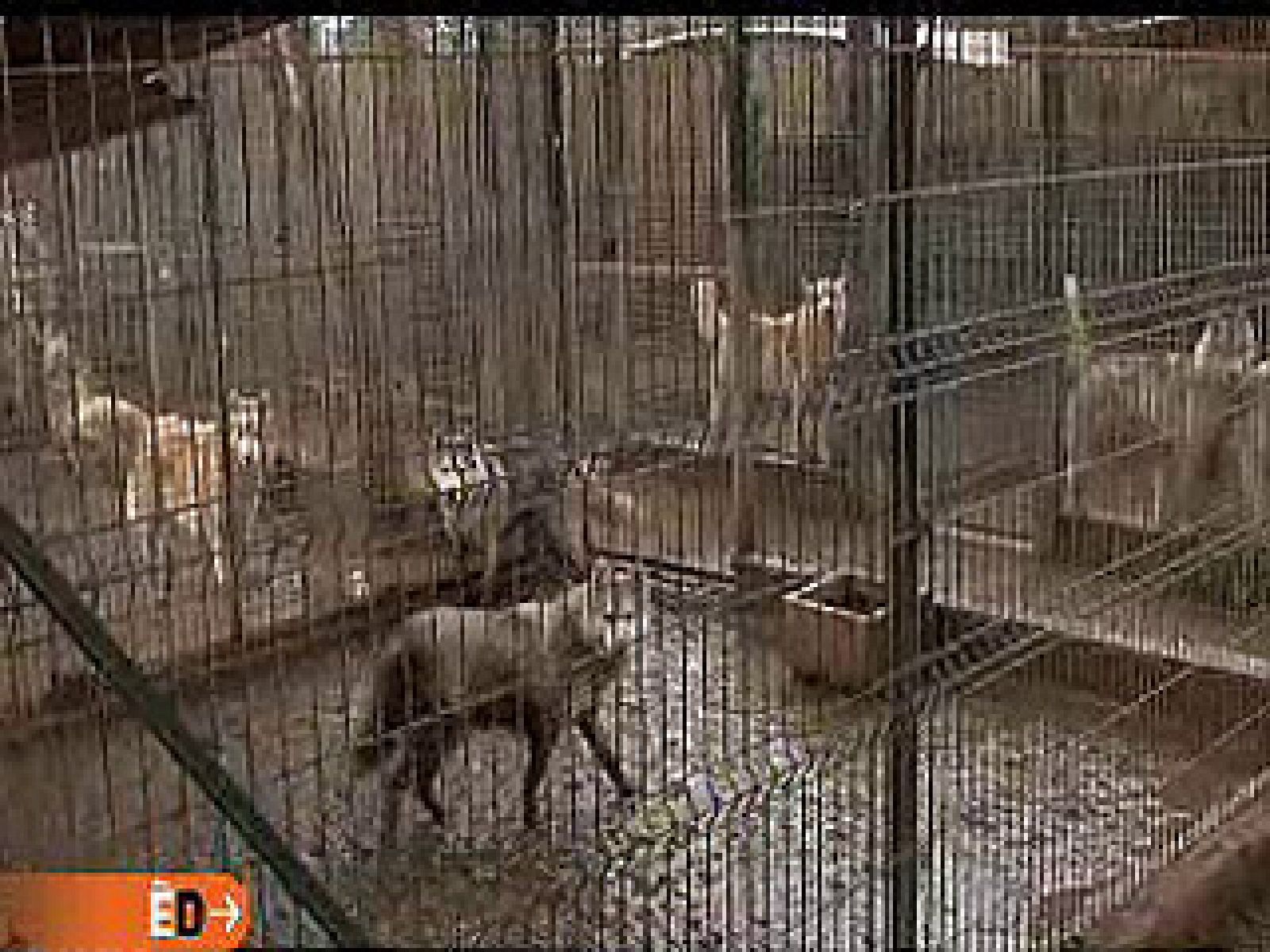 España Directo - Criadero en mal estado