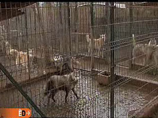 España Directo - Criadero en mal estado