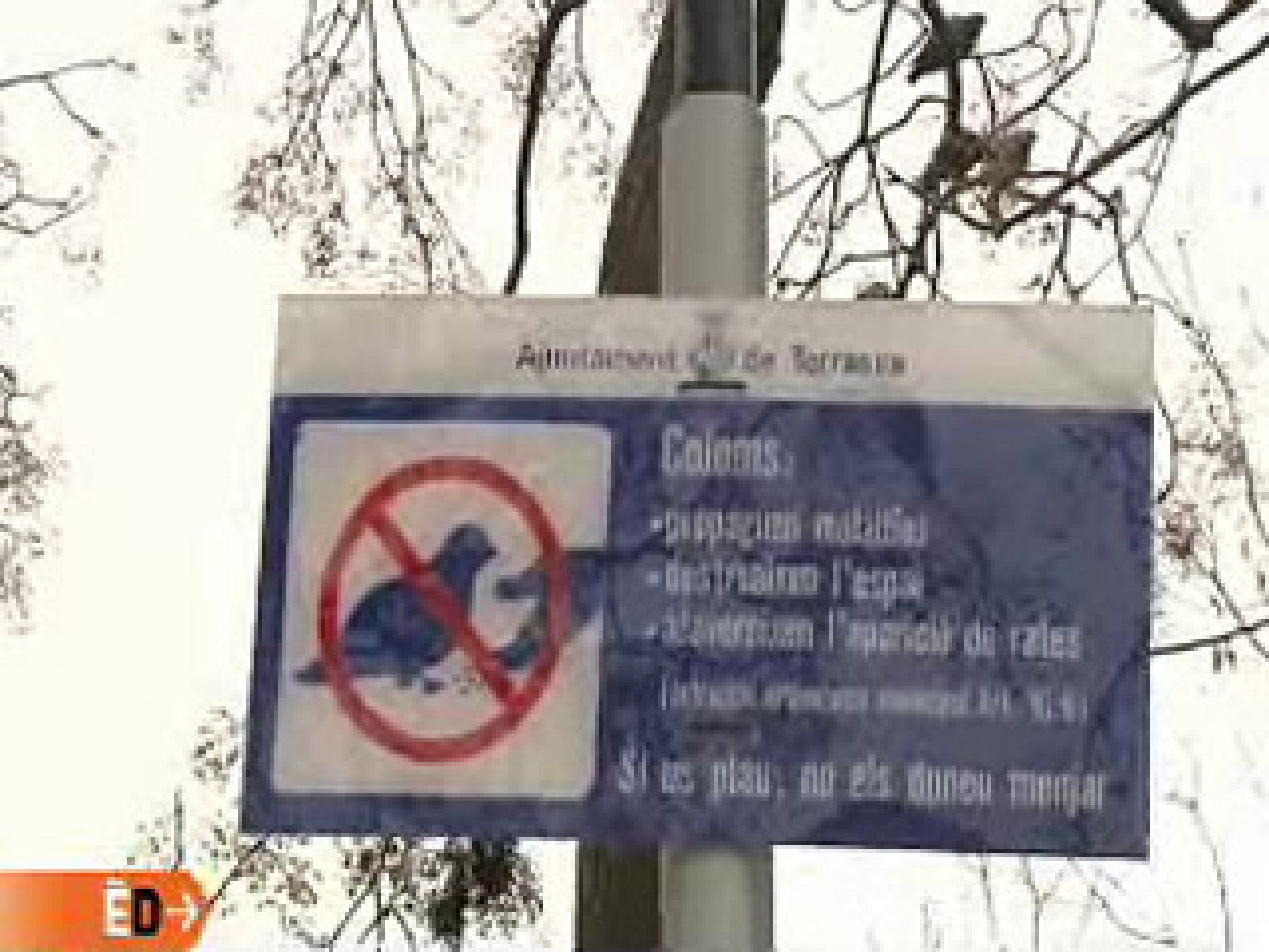 España Directo - Palomas, comida, suciedad