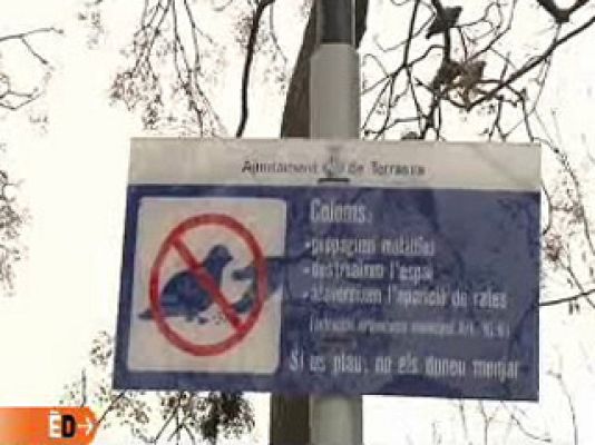 España Directo - Palomas, comida, suciedad