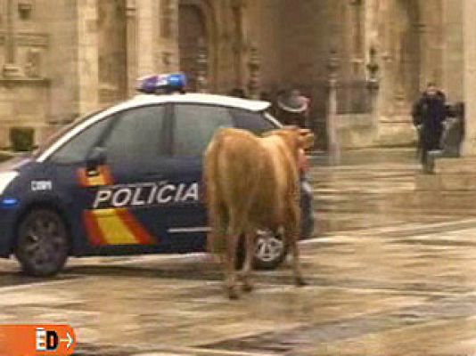 España Directo - El novillo sembró el pánico