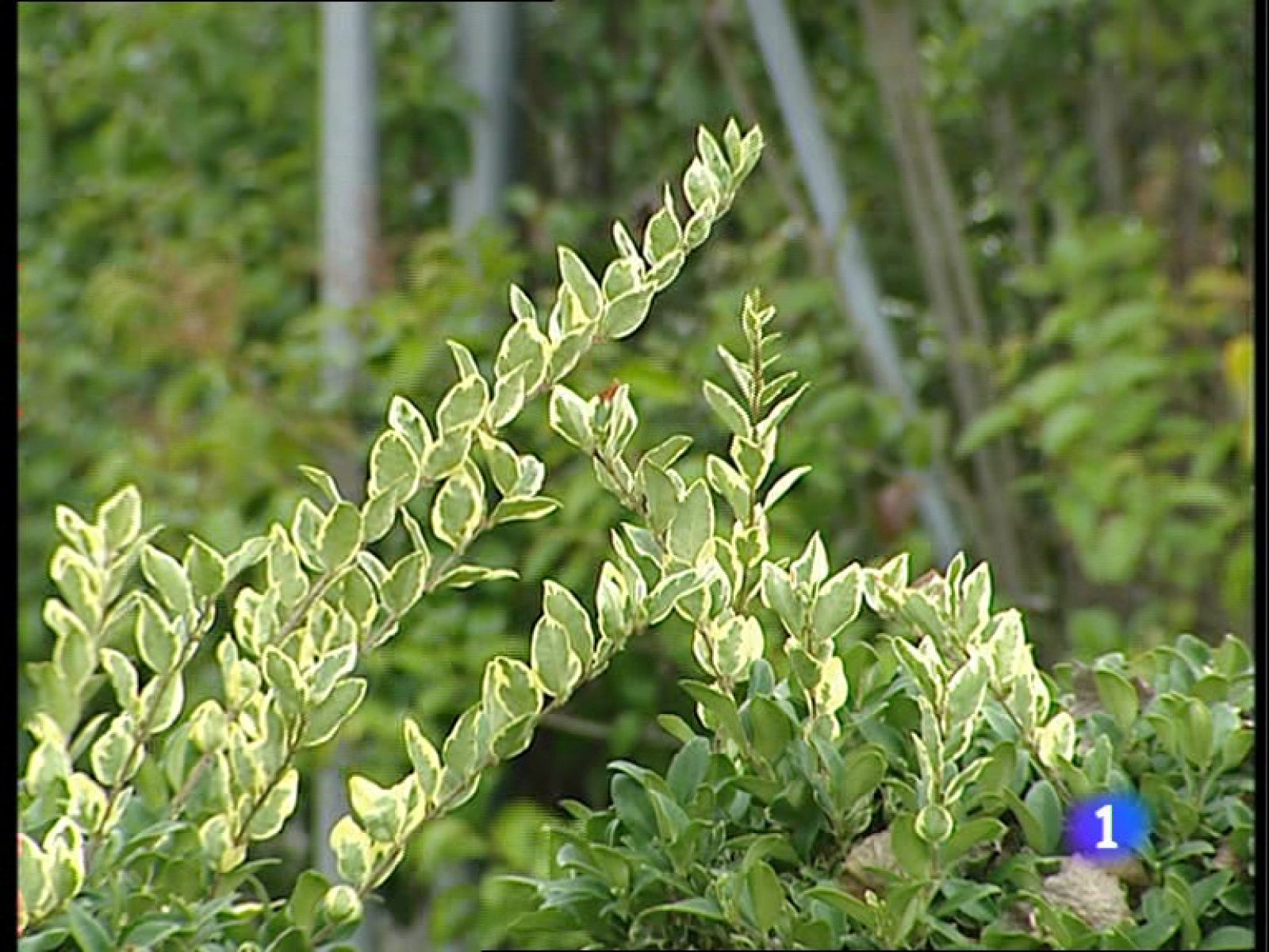 Informativo Telerioja - 17/03/11 | Ver