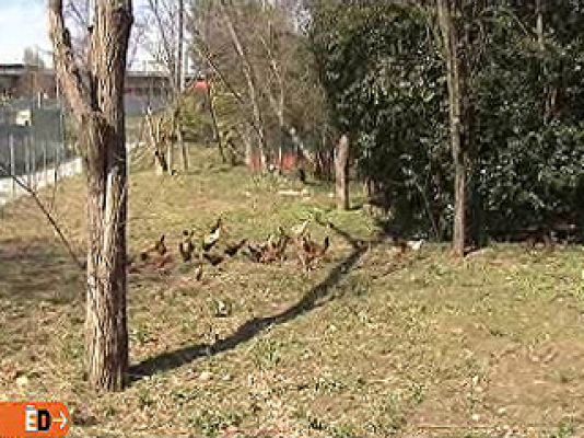 España Directo - Cien gallinas sueltas