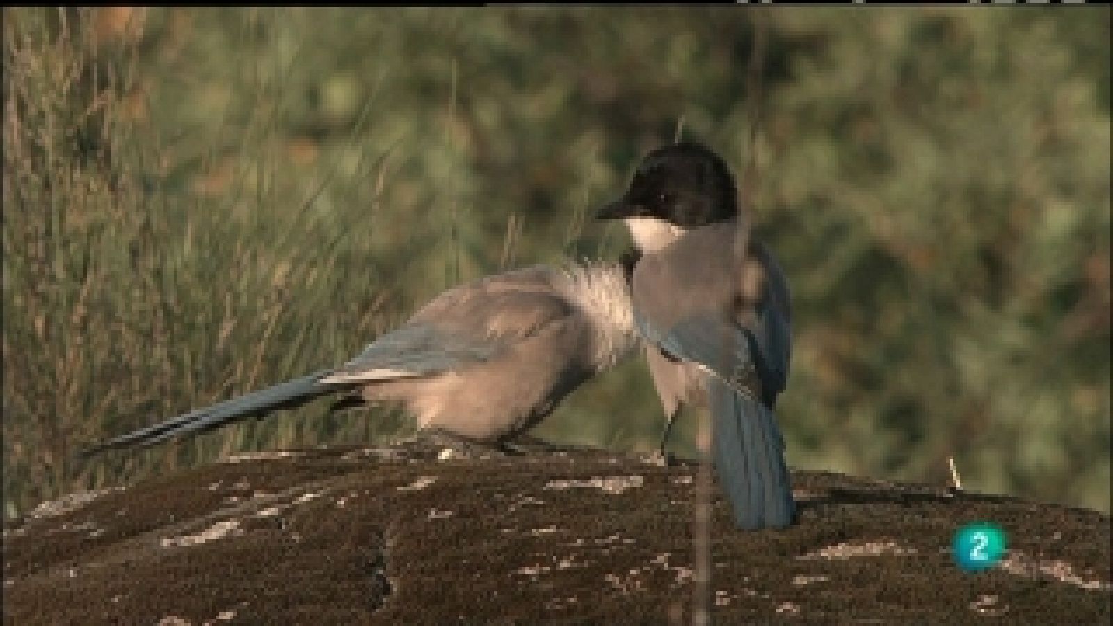 Biodiario - 19/03/11 - Biodiario | Ver
