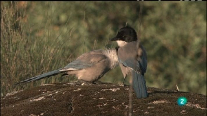 Biodiario - Biodiario - 19/03/11
