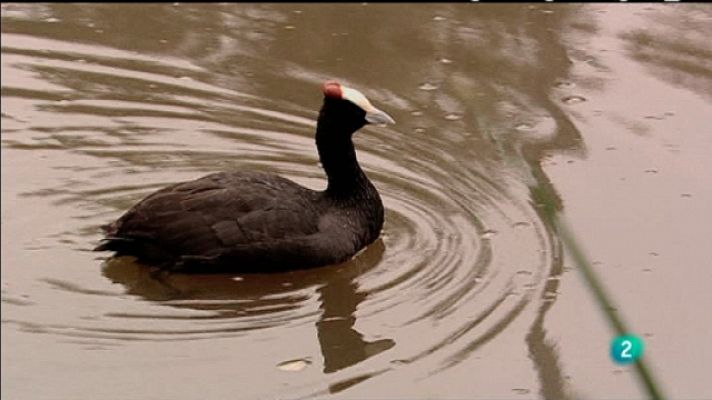 Biodiario - Biodiario - 20/03/11