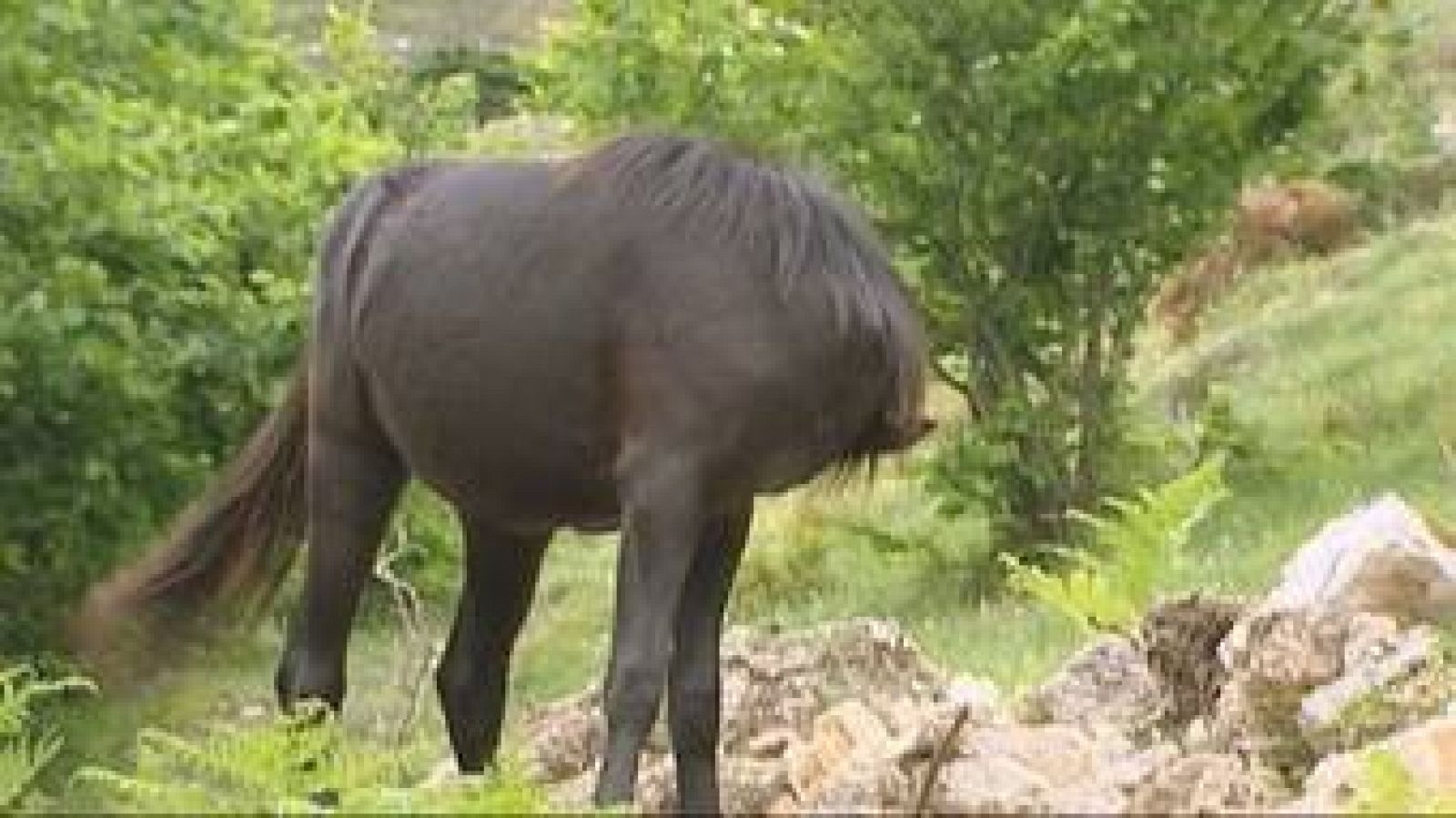 El escarabajo verde -  Un caballo llamado Losino - avance