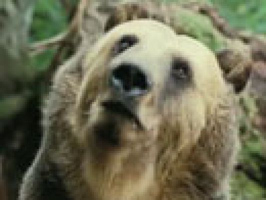  - Trailer ¿para qué sirve un oso?