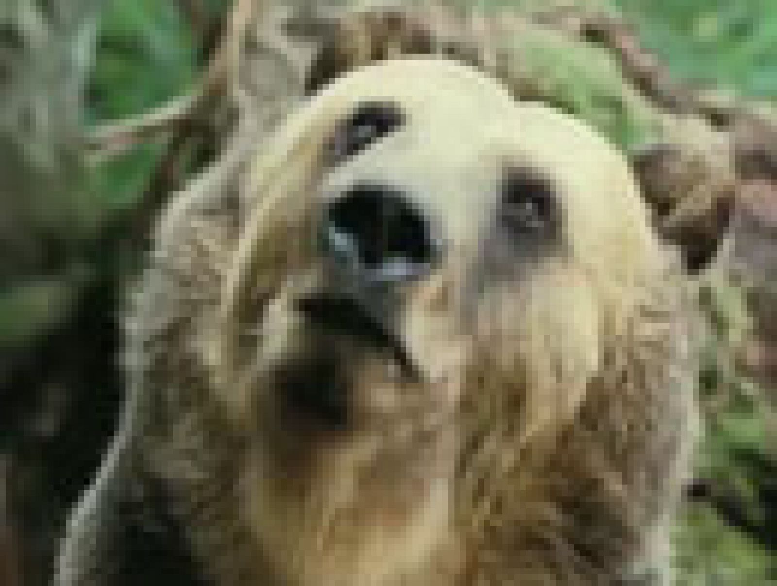 Trailer ¿para qué sirve un oso? | Ver