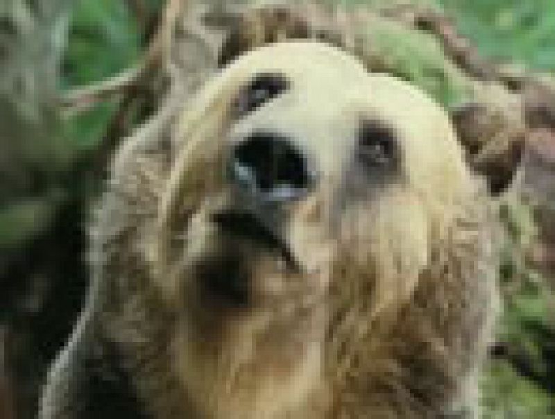 Trailer ¿para qué sirve un oso? | Ver