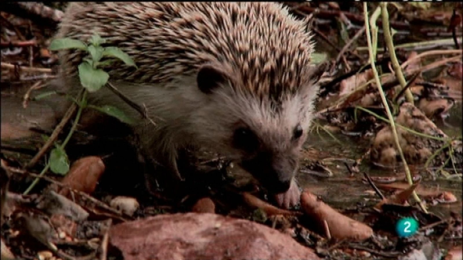 Biodiario - 24/03/11 - Biodiario | Ver