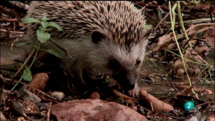 Biodiario - Biodiario - 24/03/11