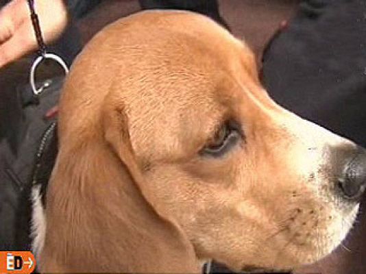 España Directo - Yara, la perra salvavidas