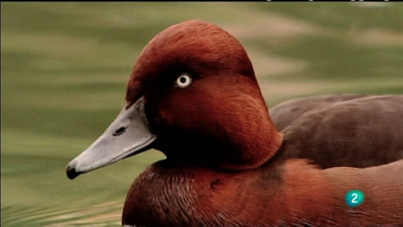 Biodiario - 25/03/11 - Biodiario | Ver