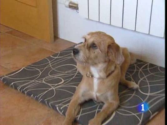 Telediario 1 - Lazarillos para personas sordas