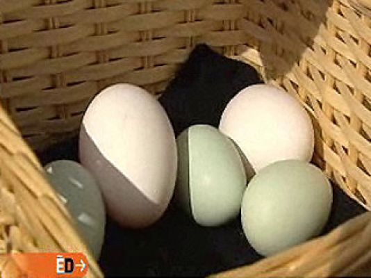 España Directo - La gallina de los huevos azules
