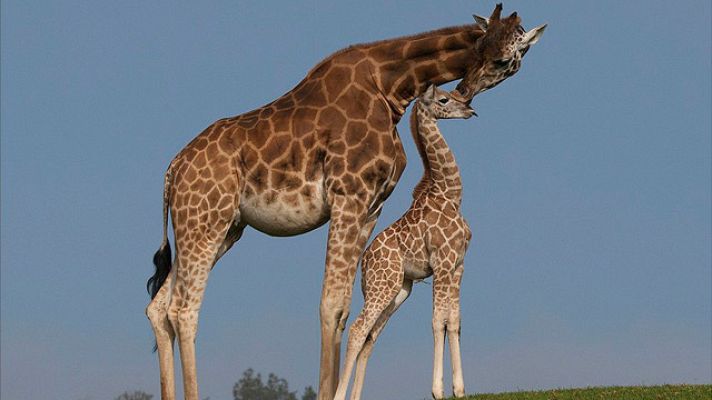 On Off - ¡Vaya par de gemelos!