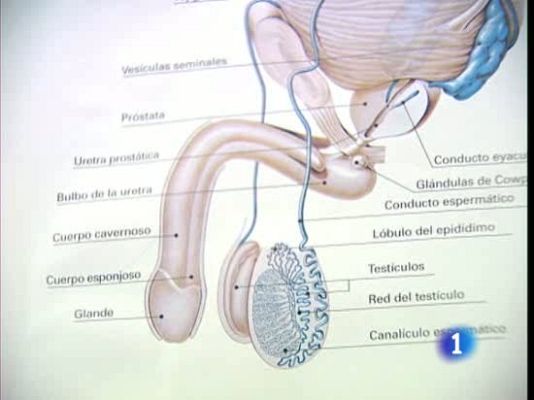 Telediario 1 - Disfunción eréctil y corazón