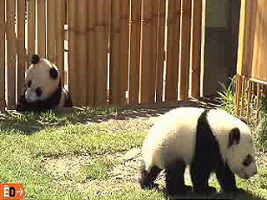 España Directo - Los panda más castizos