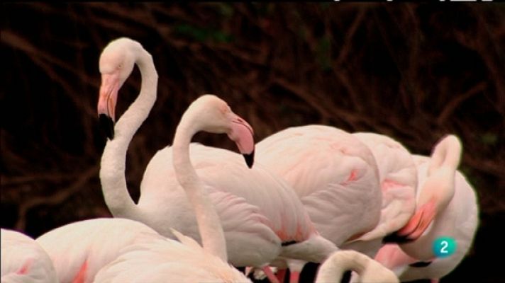 Biodiario - Biodiario - 31/03/11