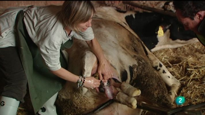 El escarabajo verde - Candidatas