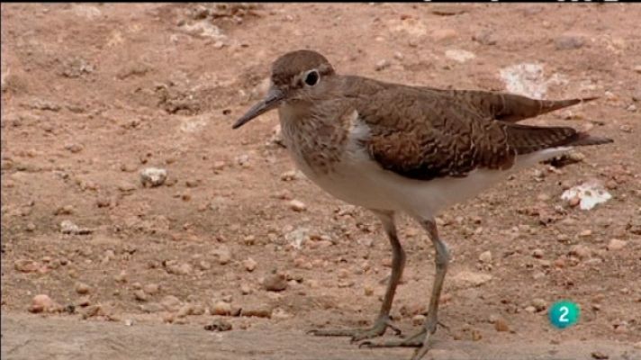 Biodiario - Biodiario - 03/04/11