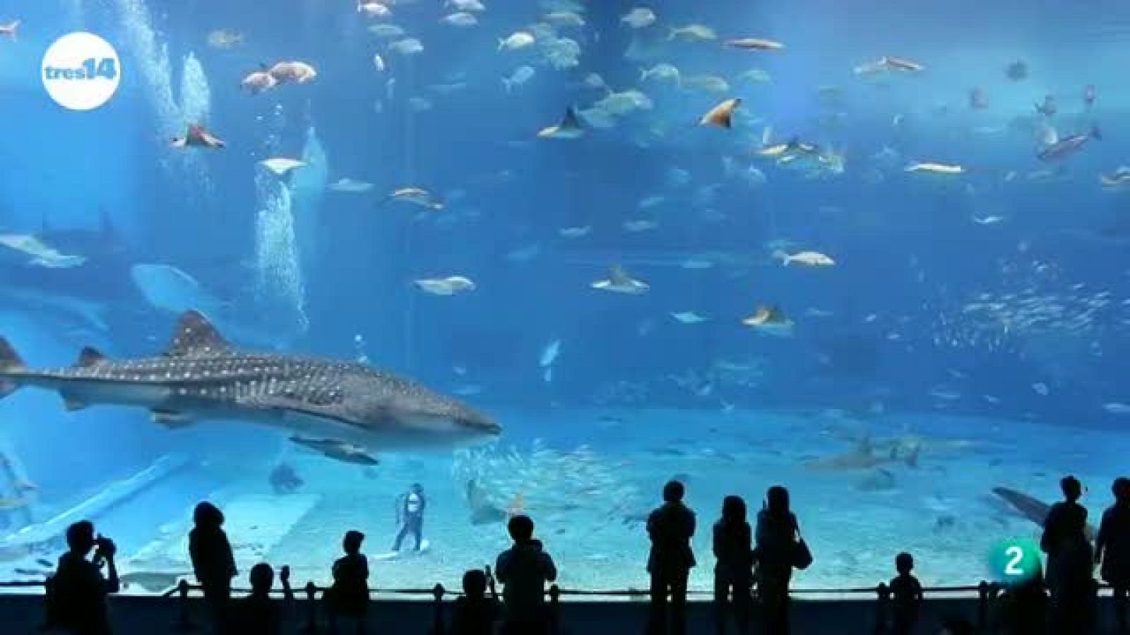 tres14 - curiosidades - ¿Cuál es la presión en el fondo marino?