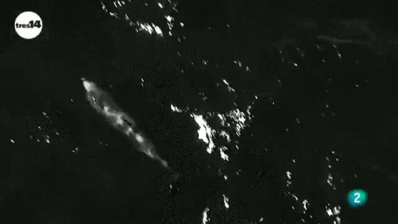 tres14 - curiosidades - ¿Los mamíferos ven los mismos colores?