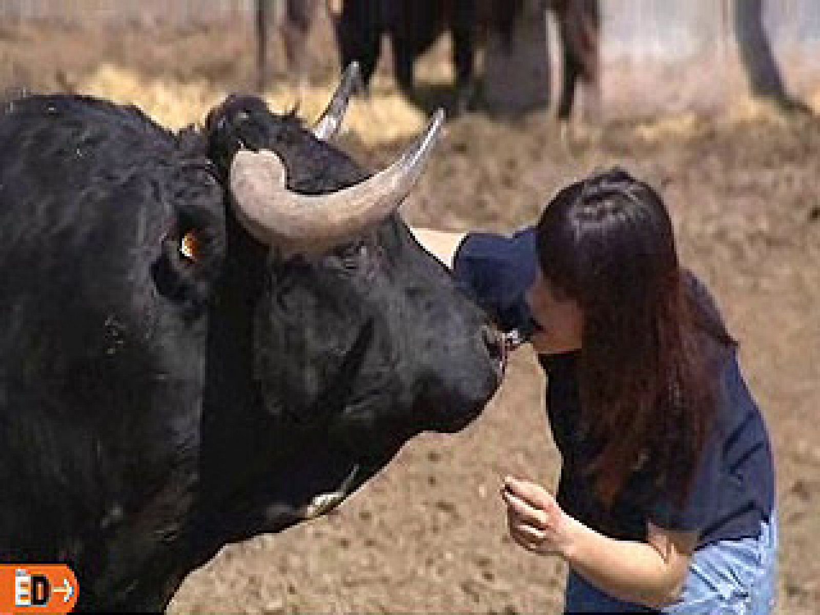 España Directo - Un toro por mascota