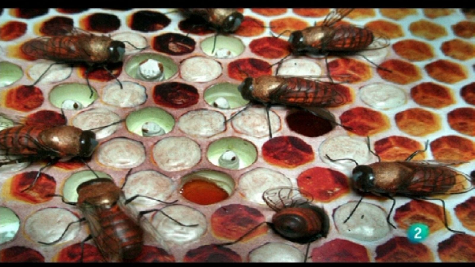 La aventura del saber - 04/04/11 - Ver ahora