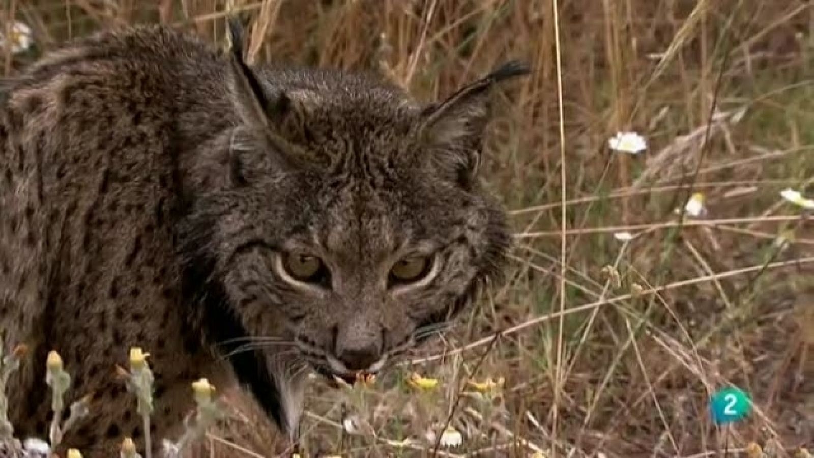 Biodiario - 04/04/11 - Ver ahora