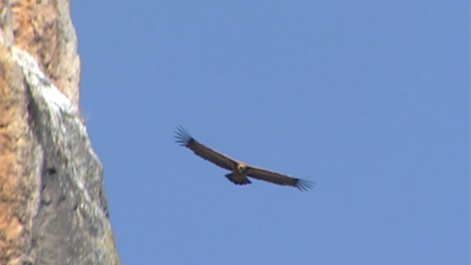 En España habitan el 90 por ciento de las aves carroñeras de toda la Unión Europea