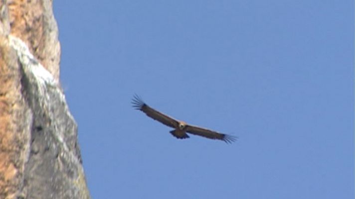Telediario 1 - Ataques de buitres a rebaños