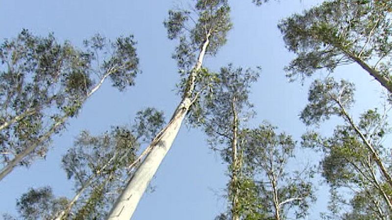 Greenpeace quiere que se limiten las plantaciones de eucalipto