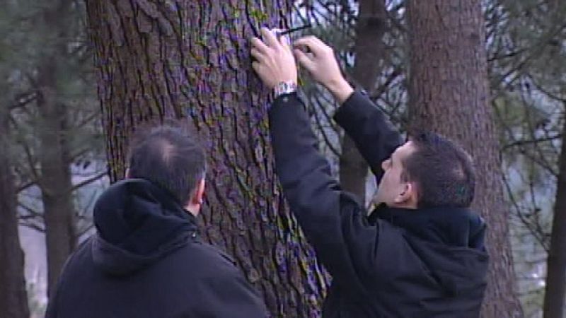 Sensores colocados en árboles podrían ayudar a prevenir los incendios forestales