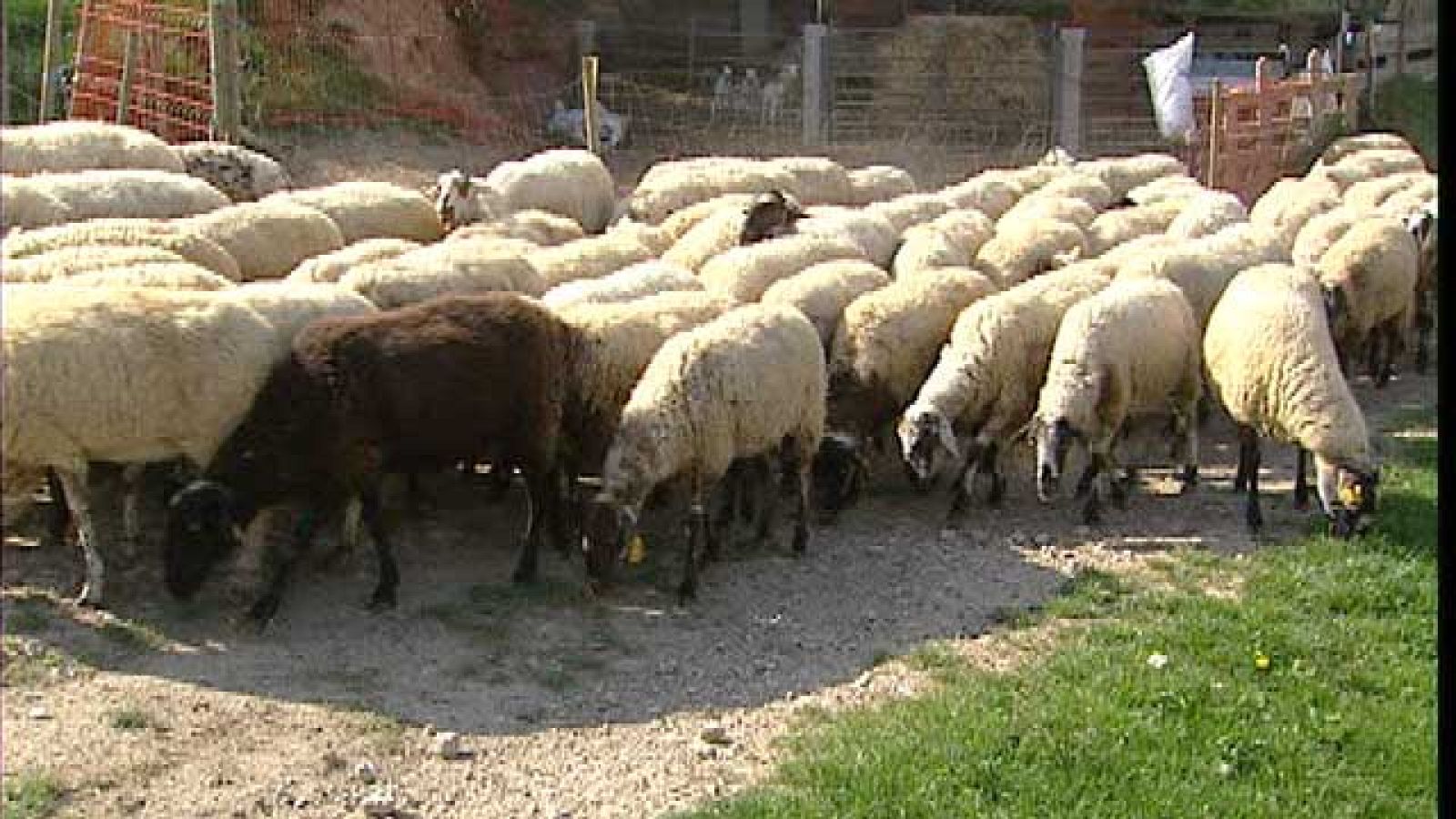 Los lobos vuelven a Catalunya | Ver