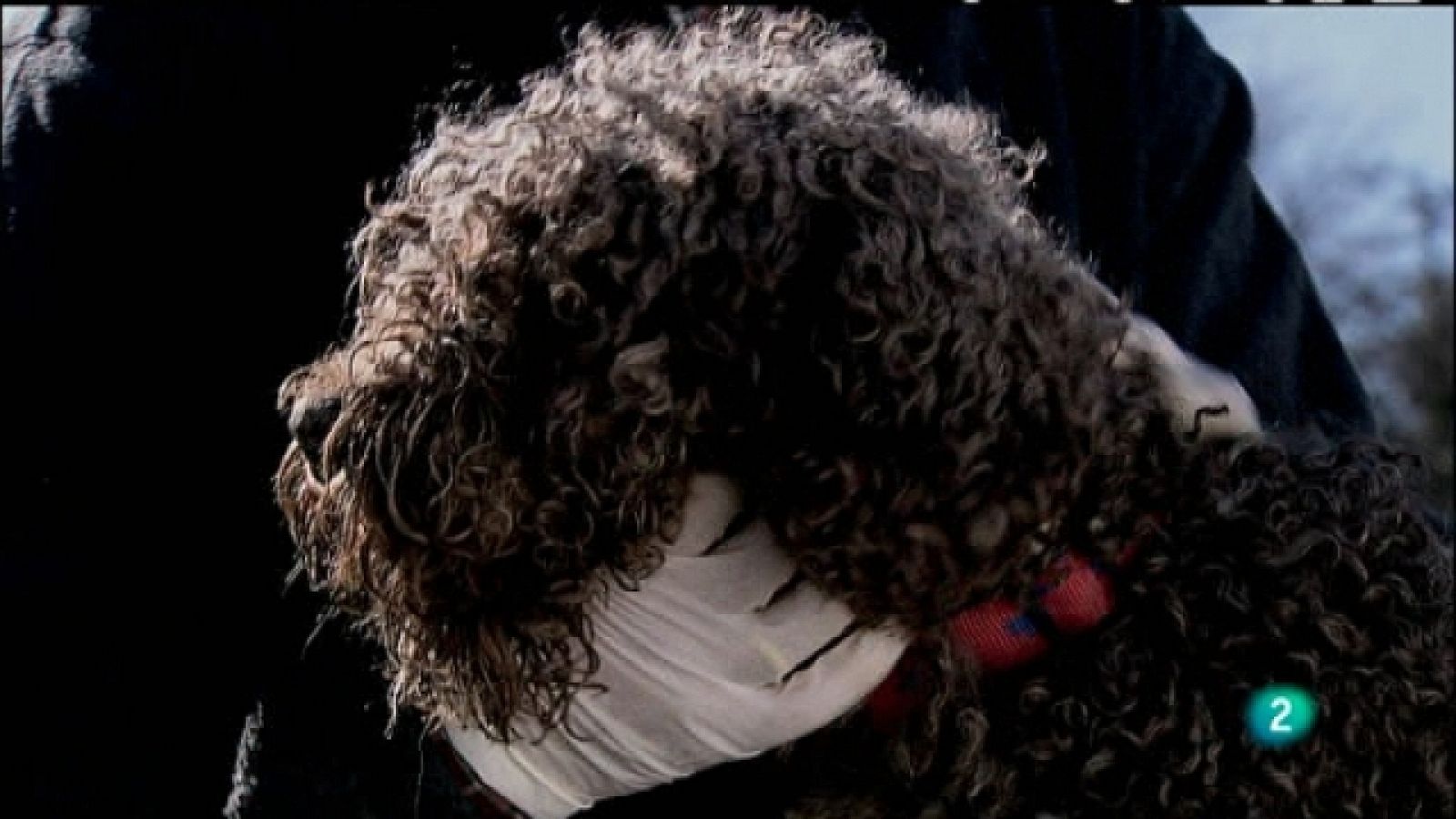 Biodiario - Naturaleza: historia y naturaleza en la provincia de Ciudad Real. Futuro: perros. Contra el veneno de nuestros campos - Ver ahora