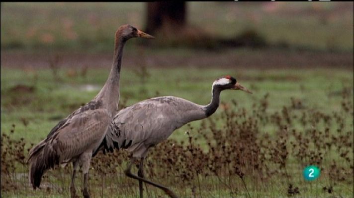 Biodiario - Biodiario - 13/04/11
