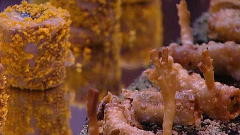 Un valenciano, Evarist Miralles, ha sido el vencedor del Campeonato de España de Cocineros