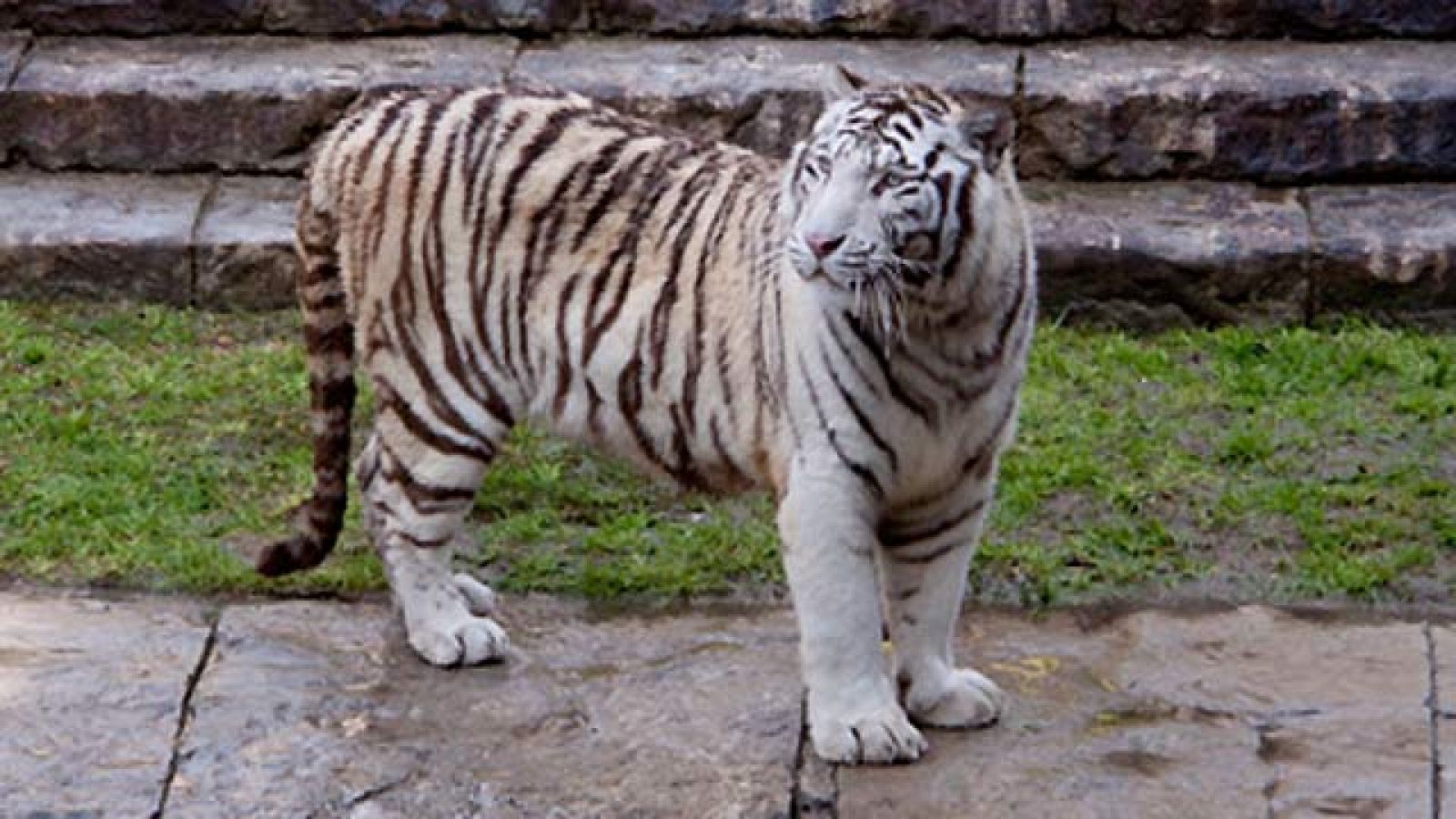 Tigres blancos en el Bioparc de Fuengirola